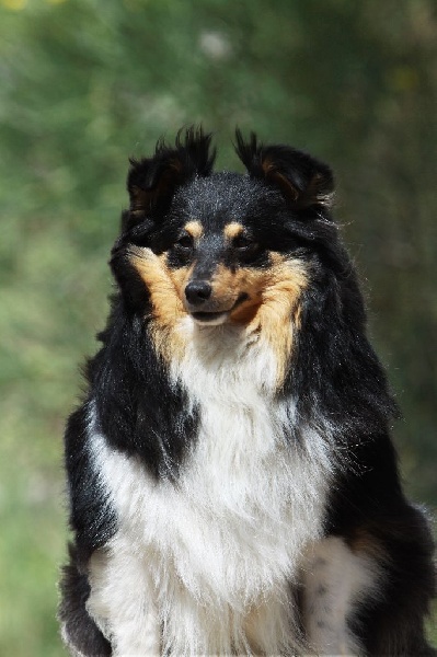 Eleanore royale princess Des mille eclats des tournesol