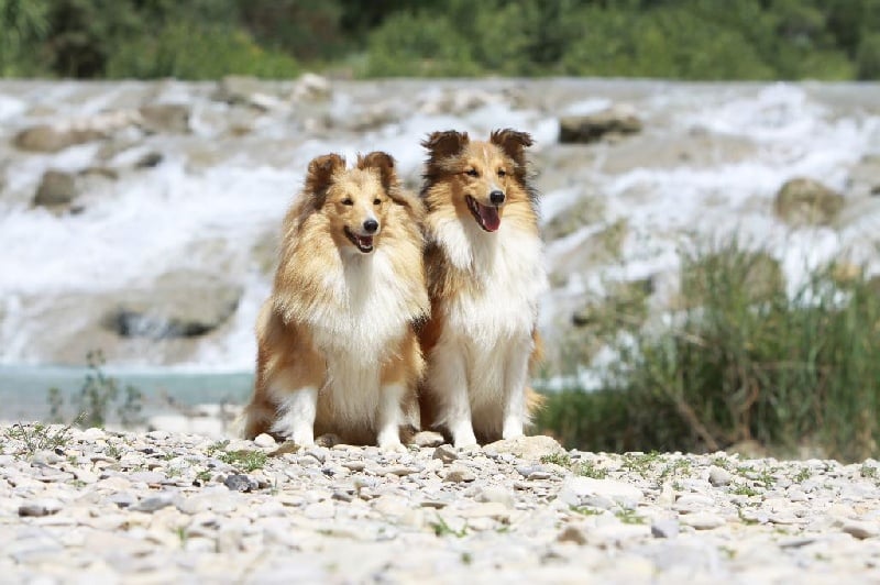 CH. Emilie jolie my princess Des mille eclats des tournesol