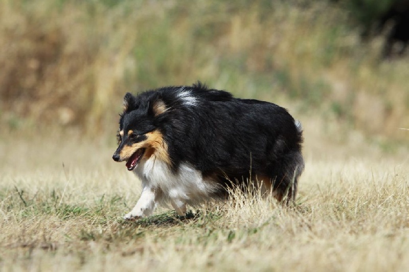 Eleanore royale princess Des mille eclats des tournesol