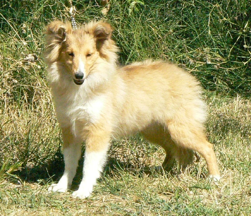 CH. Emilie jolie my princess Des mille eclats des tournesol