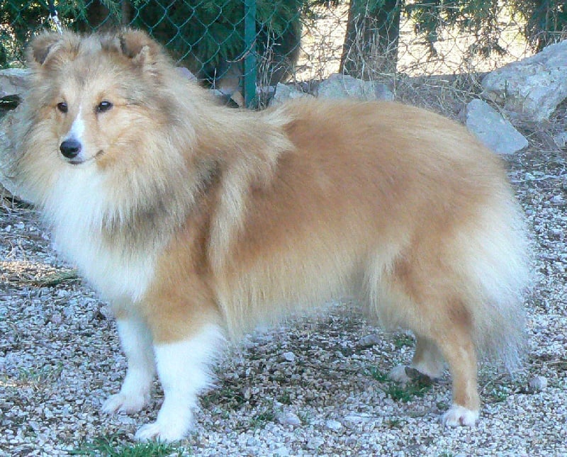 CH. Emilie jolie my princess Des mille eclats des tournesol