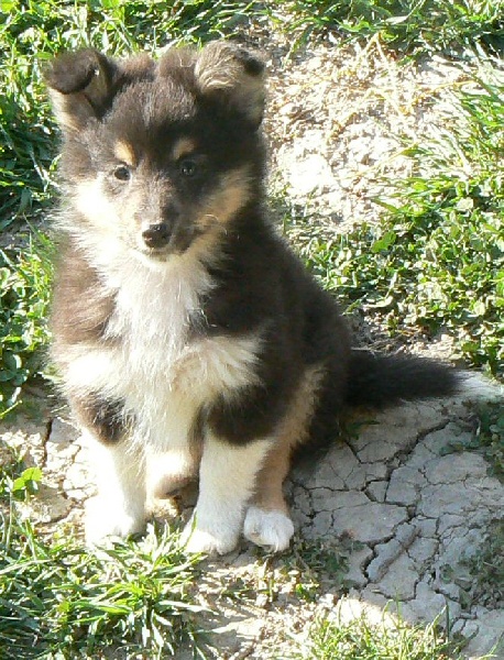 D'artagnan le chevalier Des mille eclats des tournesol