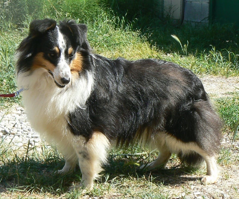 Diana ross my princess Des mille eclats des tournesol