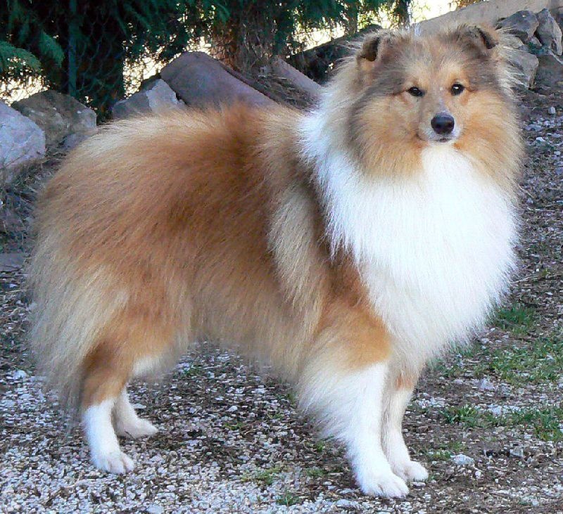 CH. Divin duel for gold freebe Des mille eclats des tournesol