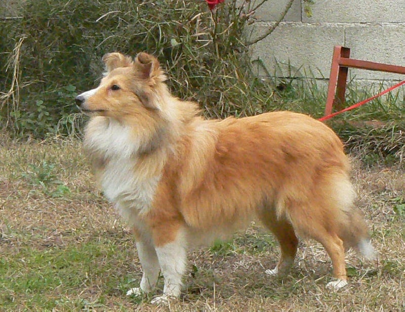 CH. Emilie jolie my princess Des mille eclats des tournesol