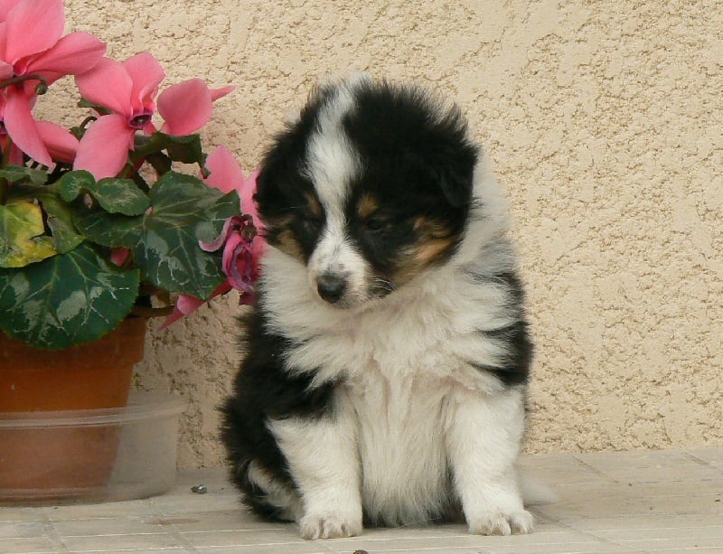 Diana ross my princess Des mille eclats des tournesol