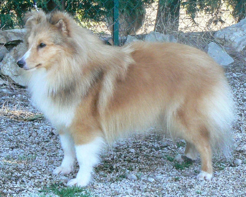 CH. Emilie jolie my princess Des mille eclats des tournesol