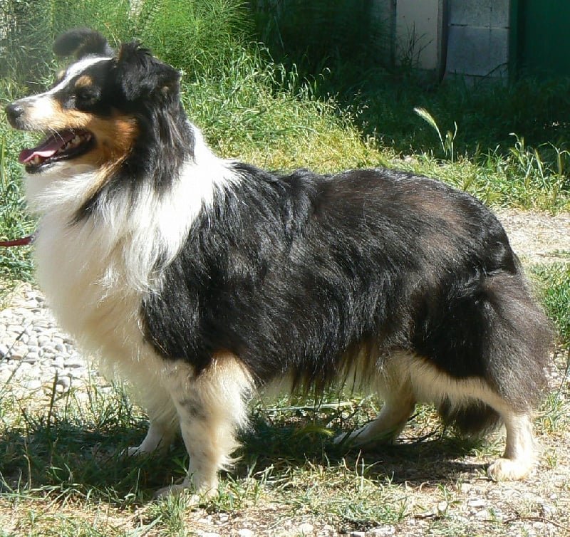 Diana ross my princess Des mille eclats des tournesol