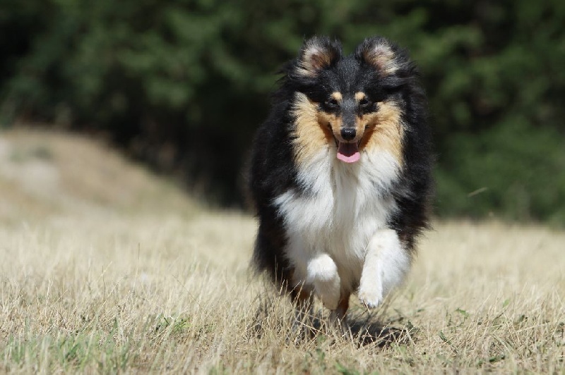 Eleanore royale princess Des mille eclats des tournesol