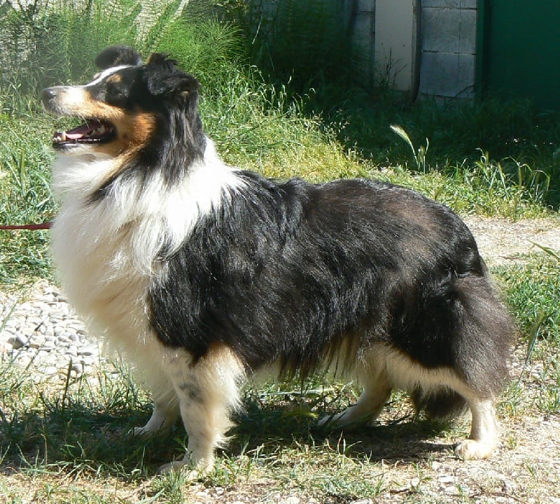 Diana ross my princess Des mille eclats des tournesol