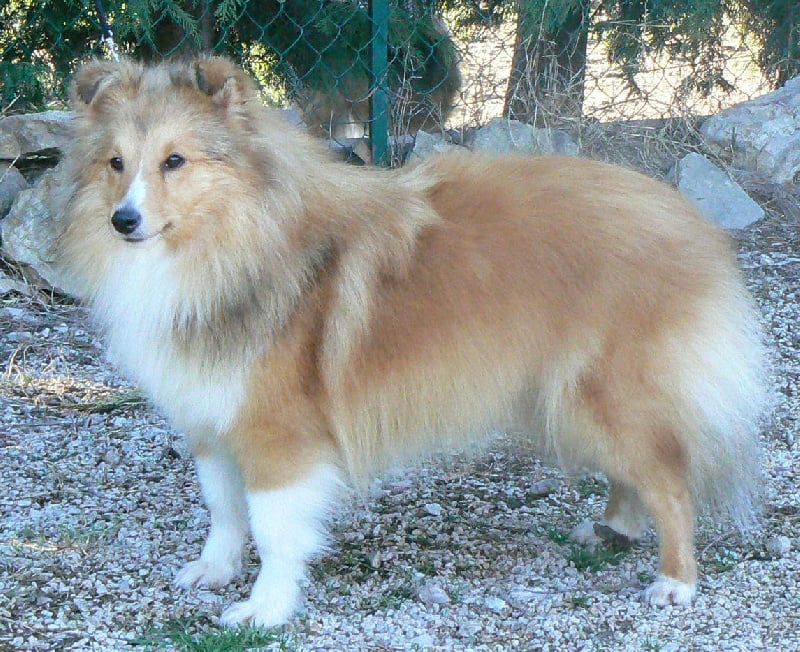 CH. Emilie jolie my princess Des mille eclats des tournesol