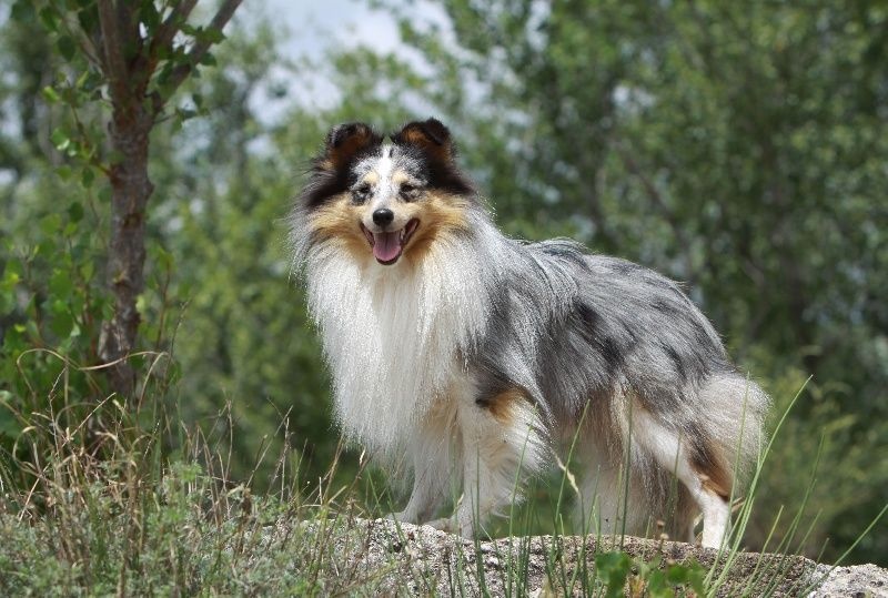 Elvis presley the king Des mille eclats des tournesol