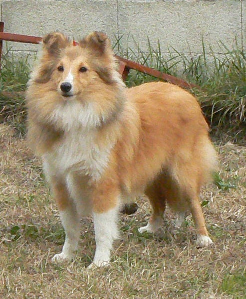 CH. Emilie jolie my princess Des mille eclats des tournesol