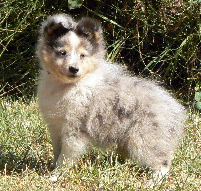 Elvis presley the king Des mille eclats des tournesol