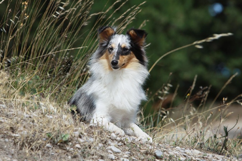 Famous princess saphir Des mille eclats des tournesol