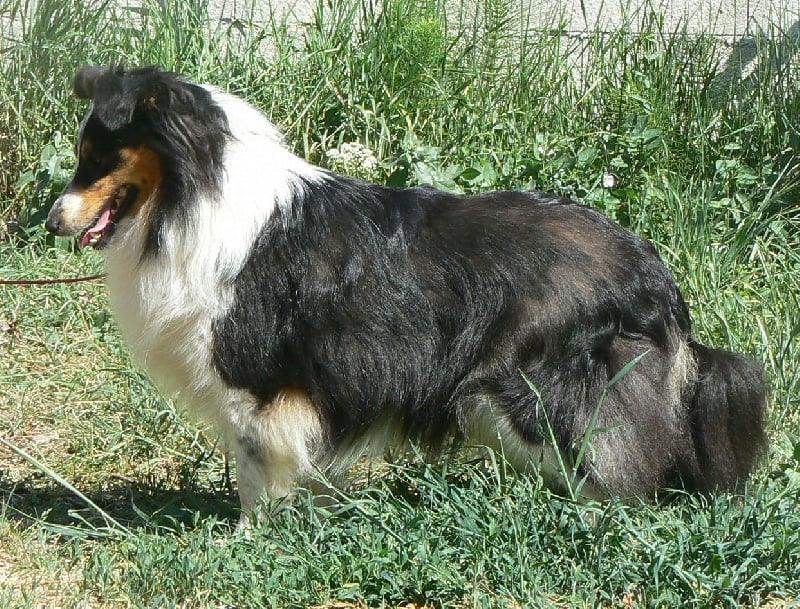 Diana ross my princess Des mille eclats des tournesol