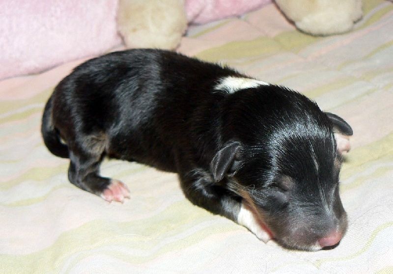 Heart of black king léo Des mille eclats des tournesol