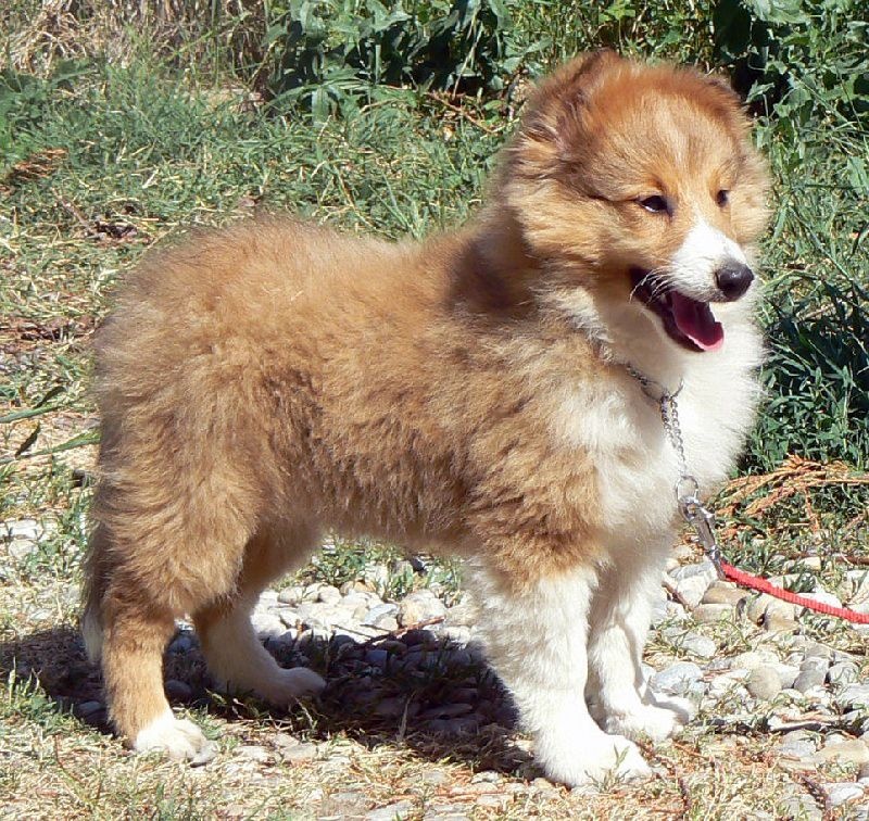 rivermist Galahad the grail knight