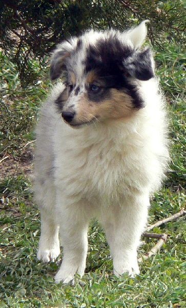 Duchesse of love Des mille eclats des tournesol