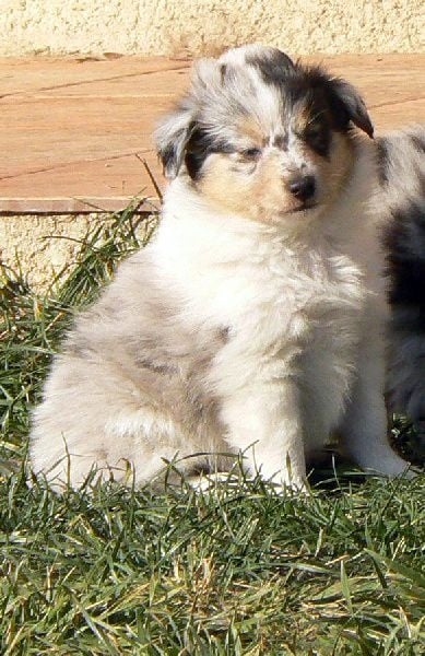 Duchesse of love Des mille eclats des tournesol