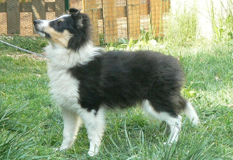 Diana ross my princess Des mille eclats des tournesol