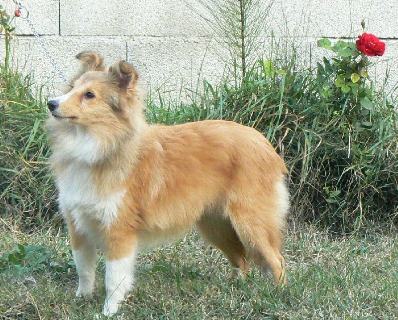 CH. Emilie jolie my princess Des mille eclats des tournesol