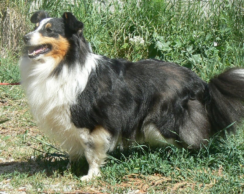 Diana ross my princess Des mille eclats des tournesol