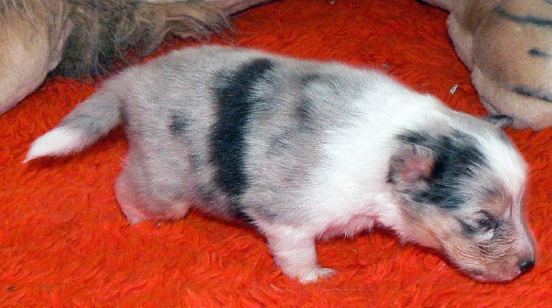 Elvis presley the king Des mille eclats des tournesol