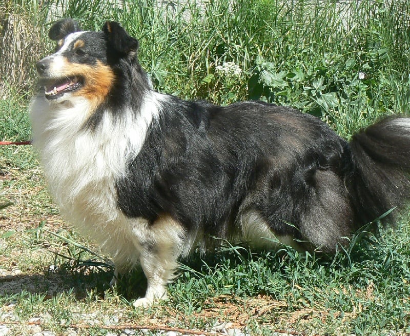 Diana ross my princess Des mille eclats des tournesol