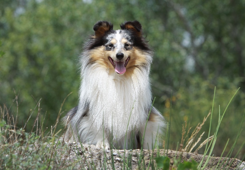 Elvis presley the king Des mille eclats des tournesol