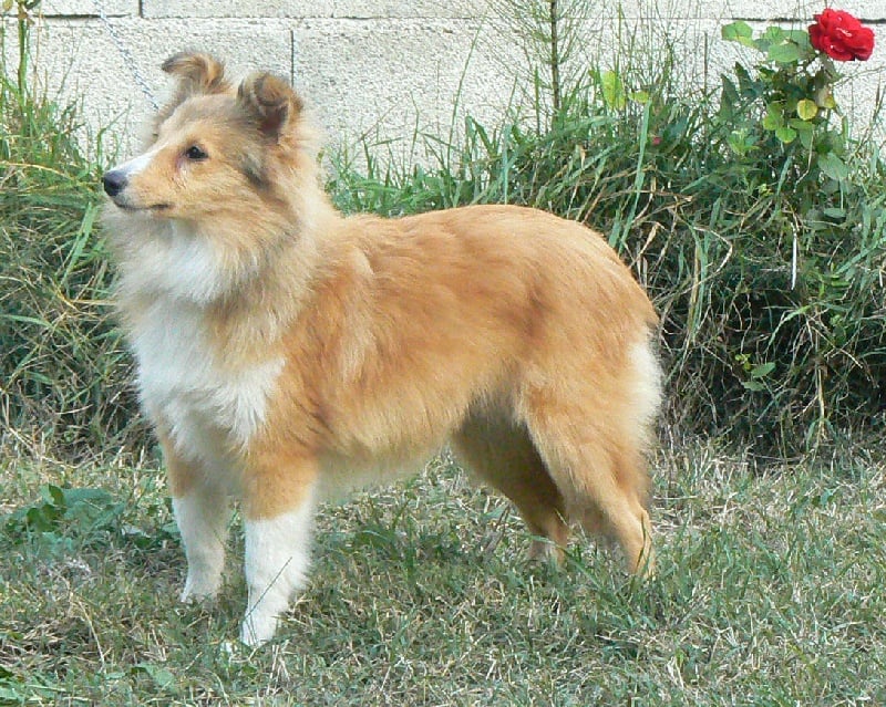 CH. Emilie jolie my princess Des mille eclats des tournesol