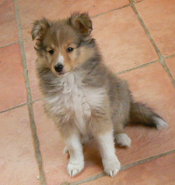 CH. Emilie jolie my princess Des mille eclats des tournesol