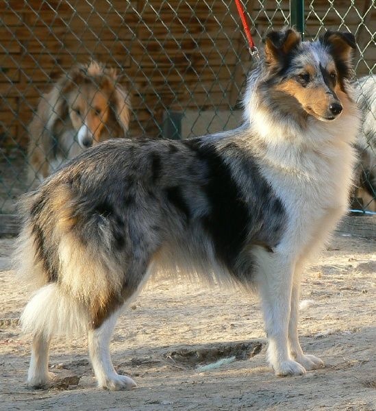 Famous princess saphir Des mille eclats des tournesol