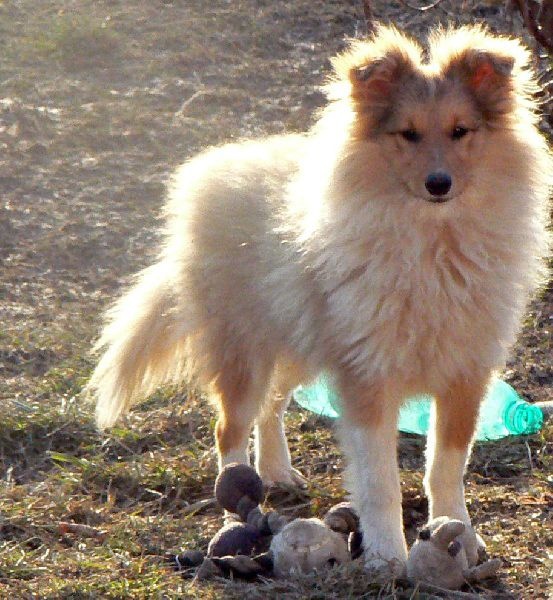 CH. Divin duel for gold freebe Des mille eclats des tournesol