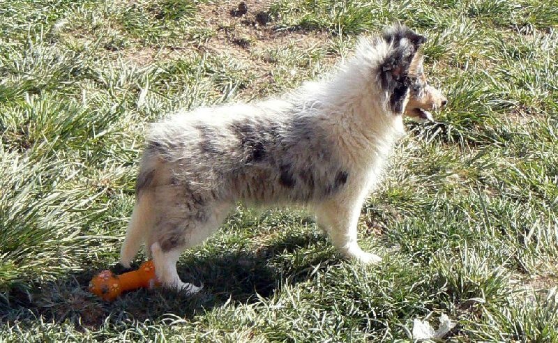 Duchesse of love Des mille eclats des tournesol