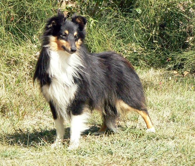 D'artagnan le chevalier Des mille eclats des tournesol