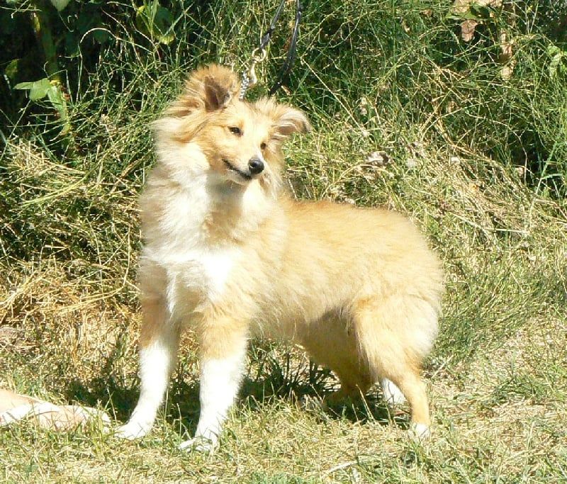 CH. Emilie jolie my princess Des mille eclats des tournesol