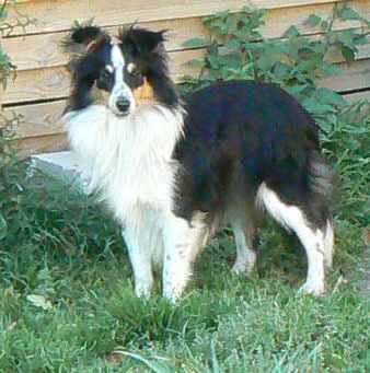 Diana ross my princess Des mille eclats des tournesol