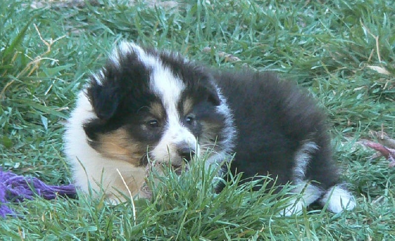 Diana ross my princess Des mille eclats des tournesol