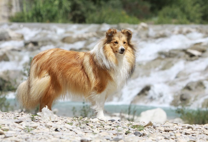 French lady Des mille eclats des tournesol