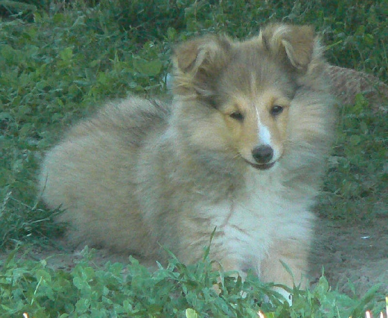 CH. Emilie jolie my princess Des mille eclats des tournesol