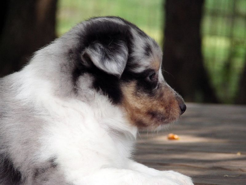 Proud to be blue Di selvaspina