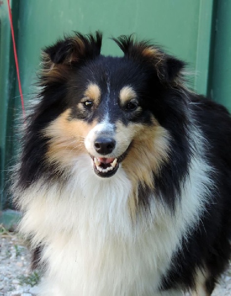 Indomptable angélique Des mille eclats des tournesol
