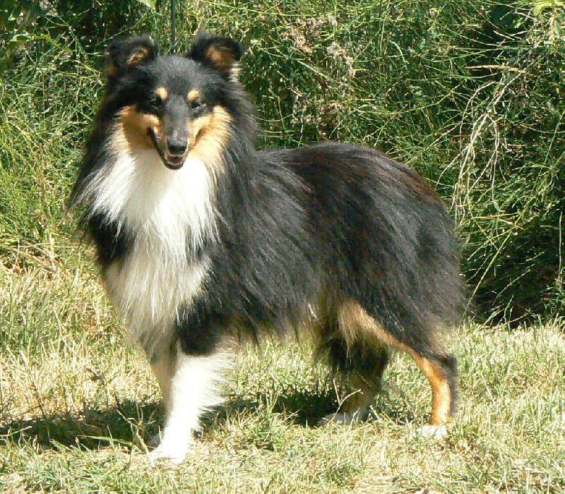 D'artagnan le chevalier Des mille eclats des tournesol