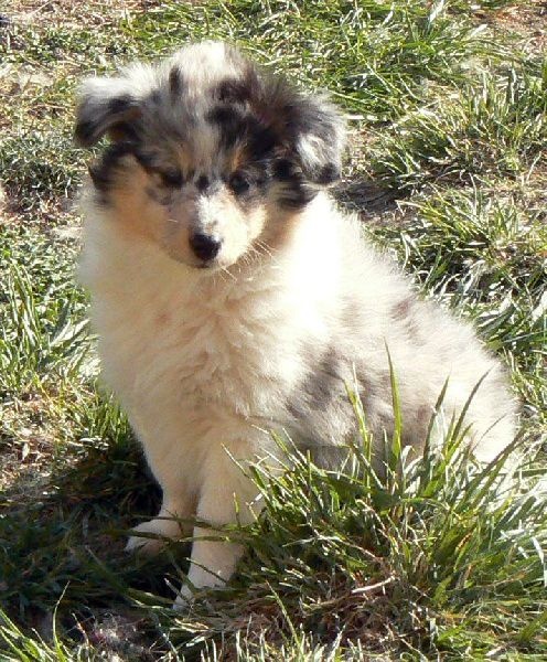 Duchesse of love Des mille eclats des tournesol