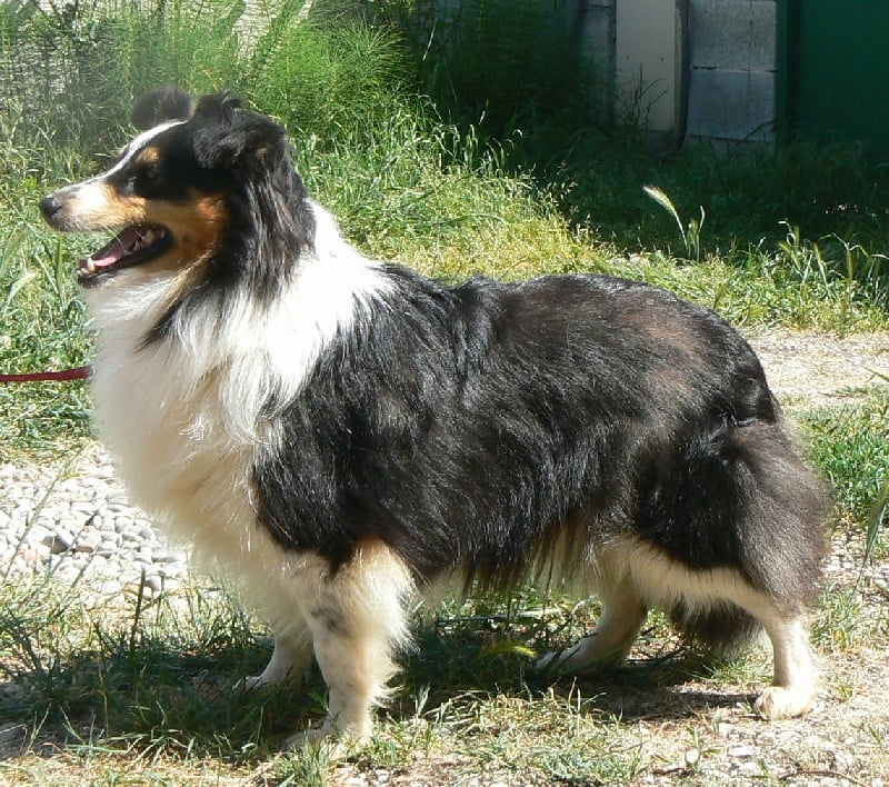 Diana ross my princess Des mille eclats des tournesol