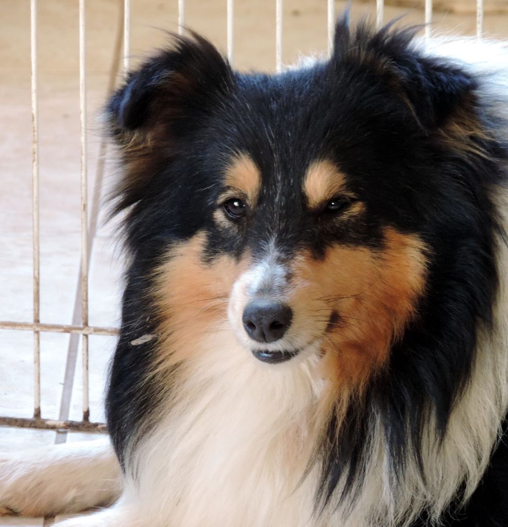 Indomptable angélique Des mille eclats des tournesol