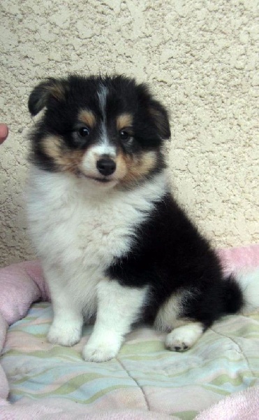 Indomptable angélique Des mille eclats des tournesol