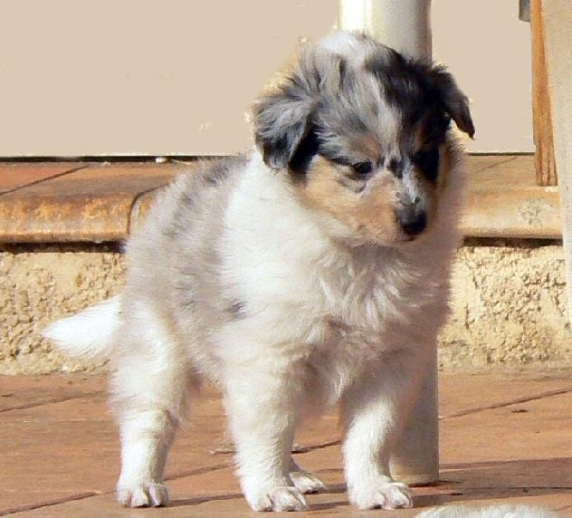 Duchesse of love Des mille eclats des tournesol