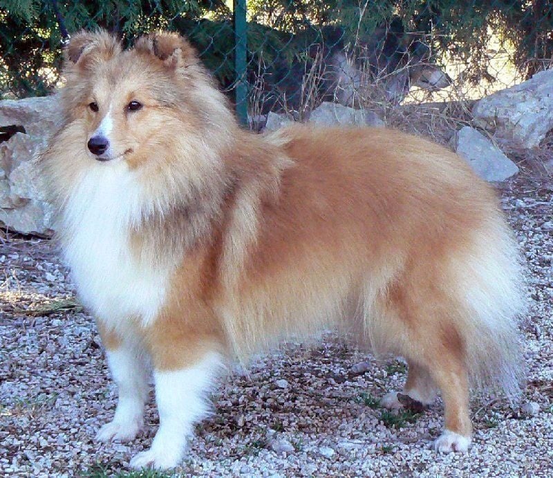 CH. Emilie jolie my princess Des mille eclats des tournesol